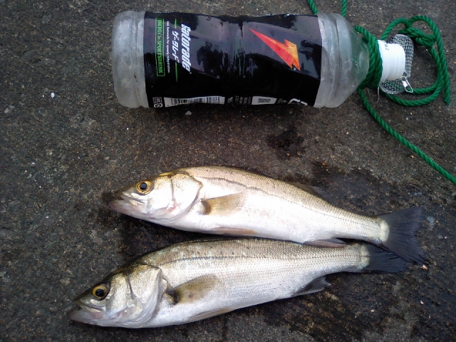 出世魚 ｗｉｎ ｗｉｎ ｕｐ